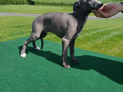 Purebred Whippet puppies for sale in Offaly