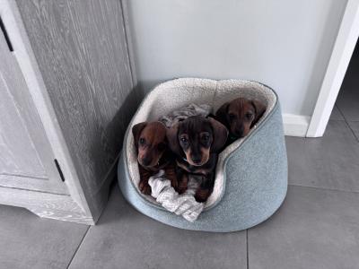 Litter of playful Dachshund puppies ready to go in Armagh