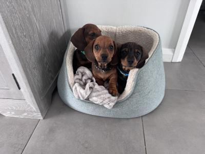 Litter of playful Dachshund puppies ready to go in Armagh