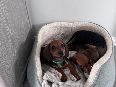Litter of playful Dachshund puppies ready to go in Armagh