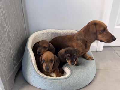 Litter of playful Dachshund puppies ready to go in Armagh