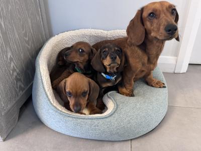 Litter of playful Dachshund puppies ready to go in Armagh