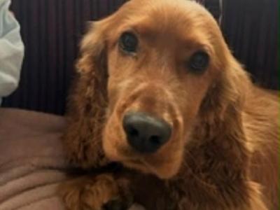 4 Year Old Male Golden Cocker Spaniel in Cavan