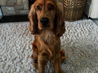 4 Year Old Male Golden Cocker Spaniel in Cavan