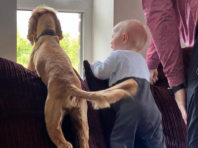 4 Year Old Male Golden Cocker Spaniel in Cavan