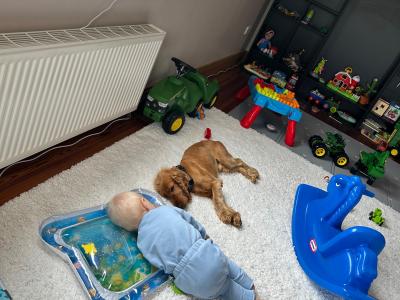 4 Year Old Male Golden Cocker Spaniel in Cavan