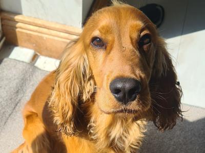 4 Year Old Male Golden Cocker Spaniel in Cavan