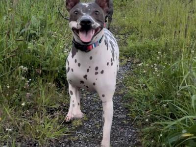 Pedigree IKC American Hairless Terriers in Laois