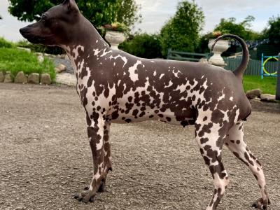 Pedigree IKC American Hairless Terriers in Laois