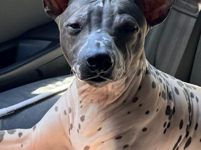 Pedigree IKC American Hairless Terriers in Laois