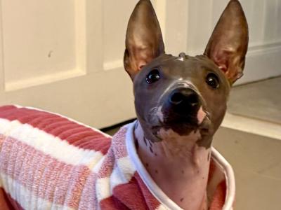 Pedigree IKC American Hairless Terriers in Laois
