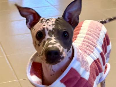 Pedigree IKC American Hairless Terriers in Laois