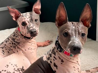 Pedigree IKC American Hairless Terriers in Laois