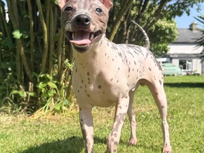 Pedigree IKC American Hairless Terriers in Laois