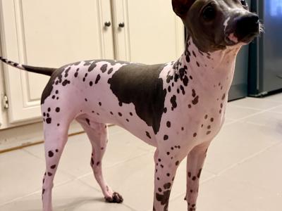 Pedigree IKC American Hairless Terriers in Laois