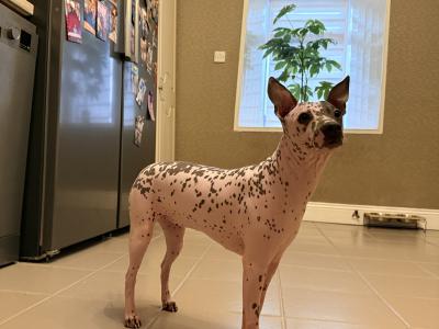 Pedigree IKC American Hairless Terriers in Laois