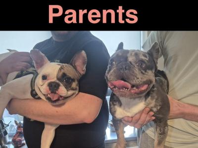 Female Frenchie EABKC