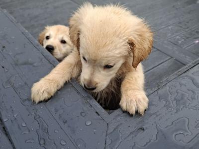 Beautiful purebred Golden Retriever pups for sale in Monaghan