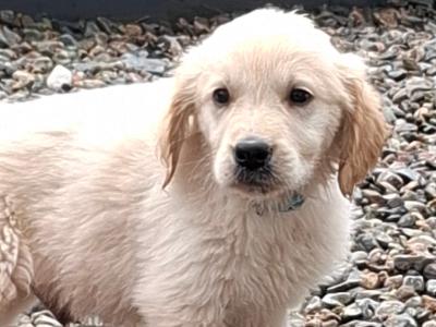 Beautiful purebred Golden Retriever pups for sale in Monaghan