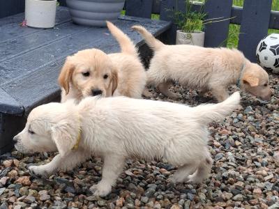 Beautiful purebred Golden Retriever pups for sale in Monaghan