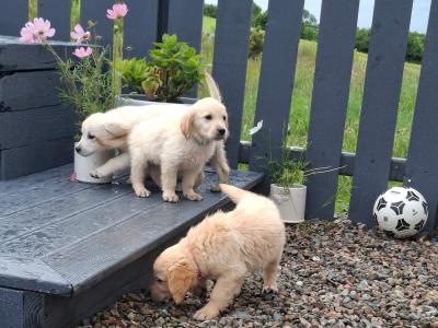 Beautiful purebred Golden Retriever pups for sale in Monaghan