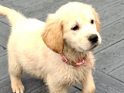 Beautiful purebred Golden Retriever pups for sale in Monaghan