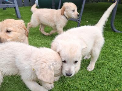 Beautiful purebred Golden Retriever pups for sale in Monaghan