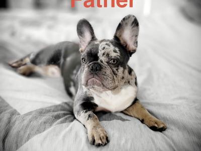 Female Frenchie EABKC