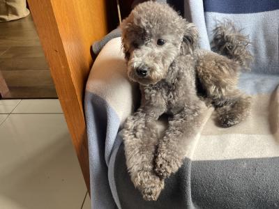 IKC Registered  health tested Silver Miniture Poodle