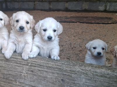 Beautiful purebred Golden Retriever pups for sale in Monaghan