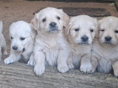 Beautiful purebred Golden Retriever pups for sale in Monaghan