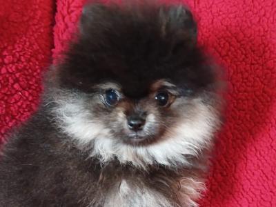 Black & Tan female Pomeranian puppy in Kildare