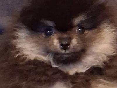 Black & Tan female Pomeranian puppy in Kildare