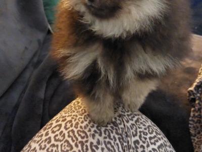 Black & Tan female Pomeranian puppy in Kildare