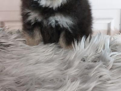 Black & Tan female Pomeranian puppy in Kildare