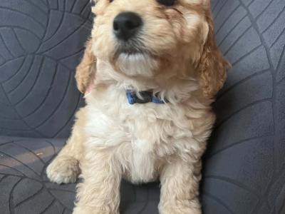 Beautiful Cockapoo puppies in Kilkenny