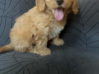 Beautiful Cockapoo puppies in Kilkenny