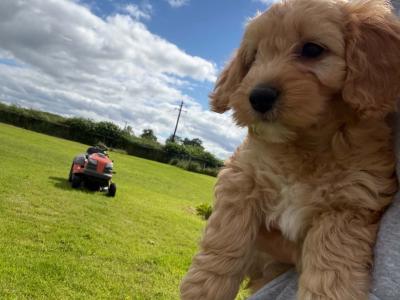Beautiful Cockapoo puppies in Kilkenny