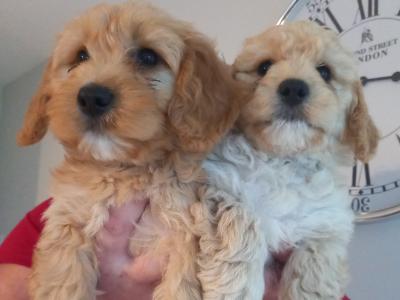 Beautiful Cockapoo puppies in Kilkenny