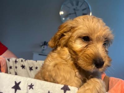 Beautiful Cockapoo puppies in Kilkenny