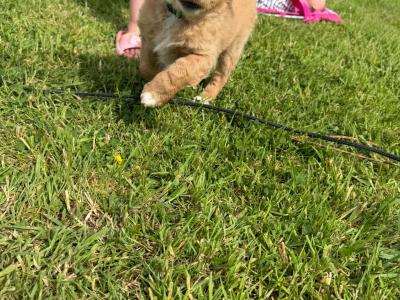 Beautiful Cockapoo puppies in Kilkenny