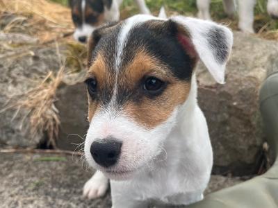 Gorgeous Parson Russell Terrier x Fox Terrier puppies in Limerick