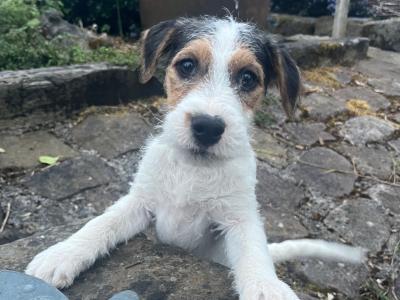Gorgeous Parson Russell Terrier x Fox Terrier puppies in Limerick