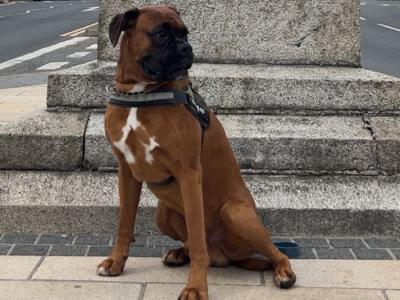 Beautiful Boxer Dog for stud with Outstanding Blood Line, in Wexford