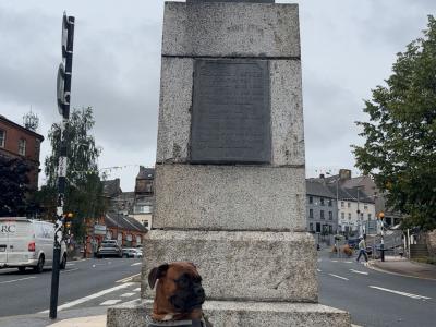 Beautiful Boxer Dog for stud with Outstanding Blood Line, in Wexford