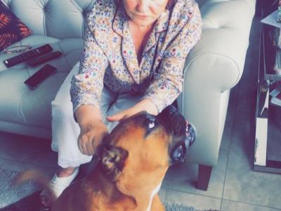 Beautiful Boxer Dog for stud with Outstanding Blood Line, in Wexford