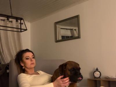 Beautiful Boxer Dog for stud with Outstanding Blood Line, in Wexford