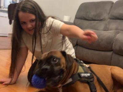 Beautiful Boxer Dog for stud with Outstanding Blood Line, in Wexford