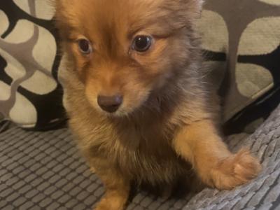 Pomsky puppies €400