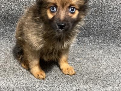 Pomsky puppies €400